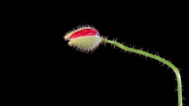 波比百花 黑色背景下的野生罂粟花的开放与枯萎 时间流逝 — 图库视频影像