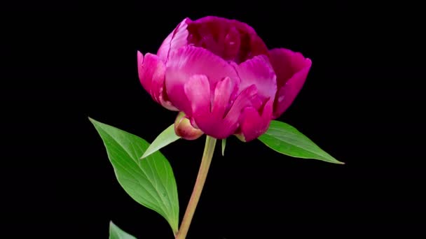 Peony Blossoms Time Lapse Opening Beautiful Red Peony Flowers Black — 비디오