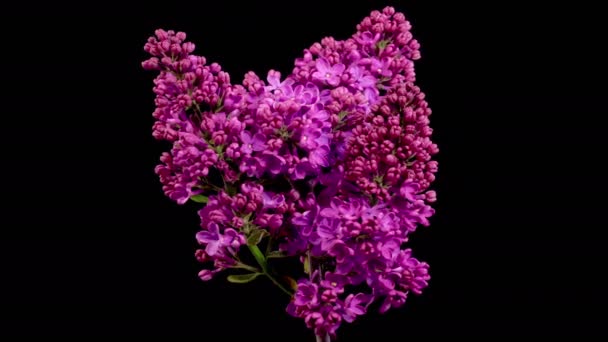 Flieder Blüht Schöne Zeitraffer Der Eröffnung Violette Blume Von Flieder — Stockvideo