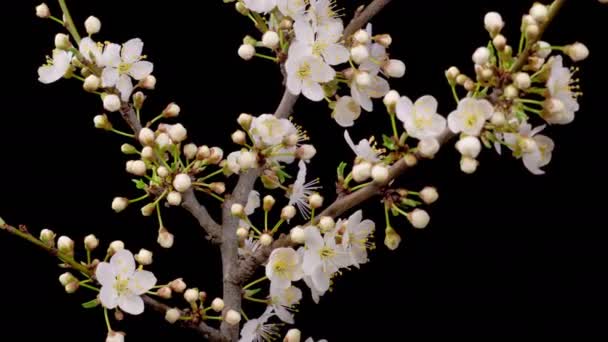 Cherry Blossom White Flowers Blossoms Branches Cherry Tree Dark Background — Stockvideo