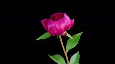 Peony Blossoms. Time Lapse of Opening Beautiful Red Peony Flowers on Black Background. 4K.