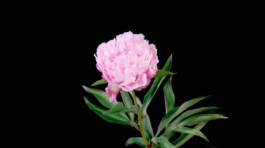 Peony Blossoms. Time Lapse of Opening Beautiful White Peony Flowers on Black Background. 4K.