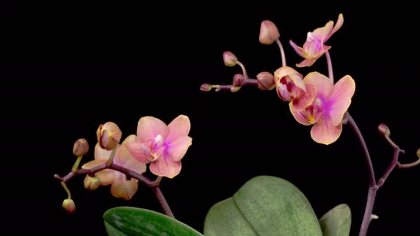 Orchideeënbloesems Opening Mooie Roze Orchidee Phalaenopsis Bloem Zwarte Achtergrond Tijd — Stockvideo