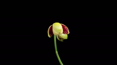 Orkide çiçekleri var. Çiçek açan Sarı - Magenta Orkide Phalaenopsis Çiçeği Siyah Arkaplanda. Zaman aşımı. 4K.