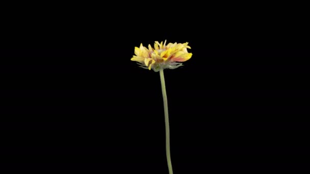 자니아 피운다 Beautiful Time Lapse Opening Gazania Flower Black Background — 비디오