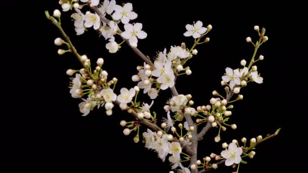 Flor Cerezo Flores Blancas Florece Las Ramas Cerezo Fondo Oscuro — Vídeos de Stock