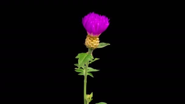 Krásný Čas Uplynutí Květů Fialový Květ Perské Chrpy Centaurea Dealbata — Stock video