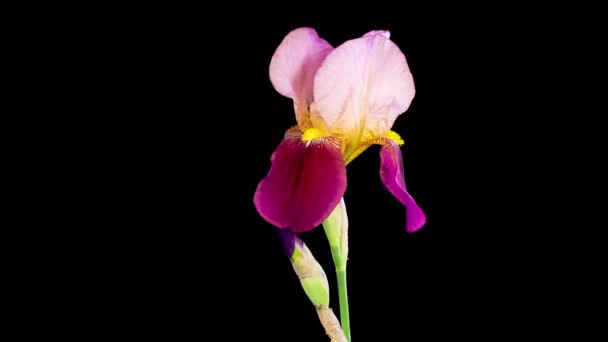 Iris Blossoms Bloeiende Verwelkende Gele Irisbloem Zwarte Achtergrond Tijd Verstrijken — Stockvideo