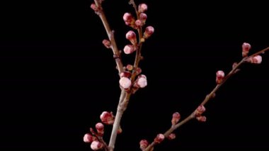 Kayısı çiçeği. Dallardaki Kayısı Ağacı 'nda beyaz çiçekler açıyor. Karanlık Arkaplan. Zaman aşımı. 4K.