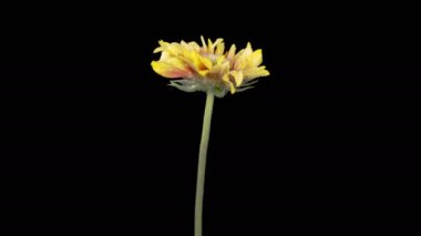 Gazania Çiçekleri. Siyah Arkaplanda Gazania Çiçeği Açmanın Güzel Zaman Hızı. 4K.