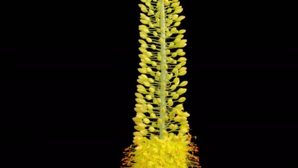 Eremurus Blüht Auf Blühende Gelbe Eremurus Blume Auf Schwarzem Hintergrund — Stockvideo