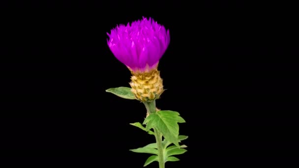 Schöne Zeitraffer Der Blüten Lila Blume Der Persischen Kornblume Centaurea — Stockvideo