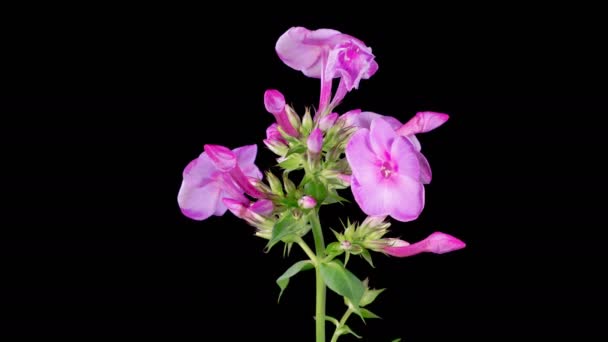 Phlox Blossoms Lasso Tempo Apertura Bella Rosa Phlox Fiori Sfondo — Video Stock