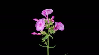 Phlox Çiçekleri. Kara Arkaplanda Güzel Pembe Phlox Çiçekleri Açma Hızı. 4K.