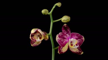 Orkide çiçekleri var. Kara Arkaplan 'da çiçek açan Magenta Orkide Phalaenopsis çiçeği. Zaman aşımı. 4K.