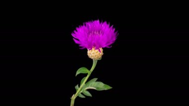 İran Çiçeği 'nin Mor Çiçeği' nin Güzel Zaman Geçidi. Centaurea Dealbata. Kara Arkaplan. 4K.