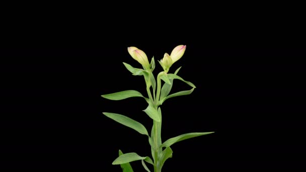 Альстромерия Блоссомс Открытие Pink Alstroemeria Flowers Черном Фоне Время Покажет — стоковое видео