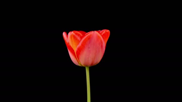Tulipány Kvetou Krásná Timelapse Červený Tulipán Květ Kvetoucí Černém Pozadí — Stock video
