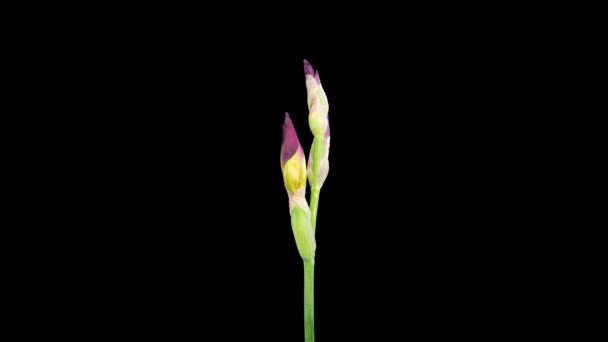 Iris Blossoms Flor Iris Amarilla Floreciente Marchita Sobre Fondo Negro — Vídeo de stock