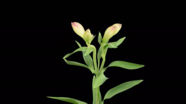 Alstroemeria Çiçekleri. Kara Arkaplanda Güzel Pembe Alstroemeria Çiçekleri açılıyor. Zaman aşımı. 4K.