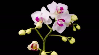 Orkide çiçekleri var. Çiçekli Beyaz Orkide Siyah Arkaplanda Phalaenopsis Çiçeği. Zaman aşımı. Kırmızı Dudak Orkidesi. 4K.