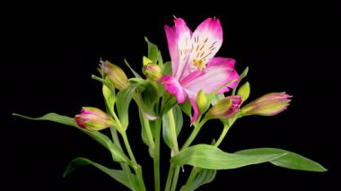 Alstroemeria Çiçekleri. Kara Arkaplanda Güzel Pembe Alstroemeria Çiçekleri açılıyor. Zaman aşımı. 4K.