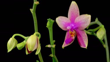 Orkide çiçekleri var. Kara Arkaplanda Güzel Pembe Orkide Phalaenopsis Çiçeği açılıyor. Zaman aşımı. 4K.