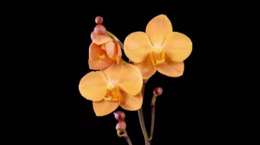 Orkide çiçekleri var. Kara Arkaplan 'da Çiçek açan Turuncu Orkide. Zaman aşımı. 4K.