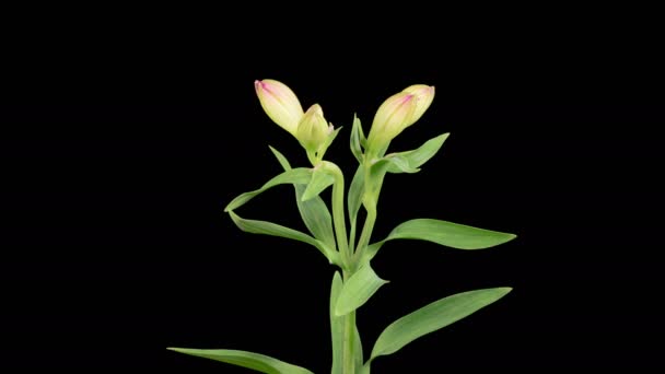 Alstroeméria Virágok Megnyitó Gyönyörű Rózsaszín Alstroemeria Virágok Fekete Háttér Időeltolódás — Stock videók