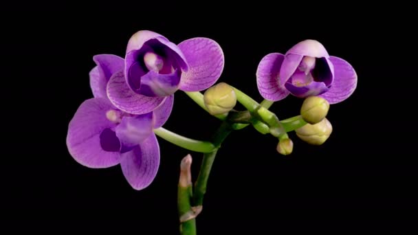 Orchidee Kwitnące Kwiat Phalaenopsis Fioletowy Kwiat Orchidei Czarnym Tle Purpurowa — Wideo stockowe