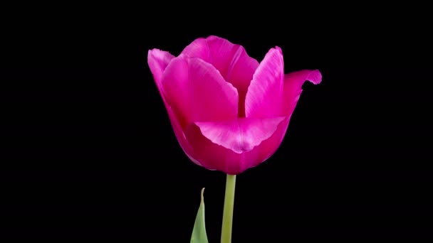 Τουλίπες Άνθη Όμορφη Timelapse Του Ροζ Λουλούδι Τουλίπα Ανθίζει Μαύρο — Αρχείο Βίντεο