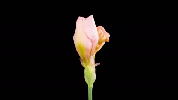 Айріс Блоссомс Blooming Withering Pink Iris Flower Black Background Лапс — стокове відео