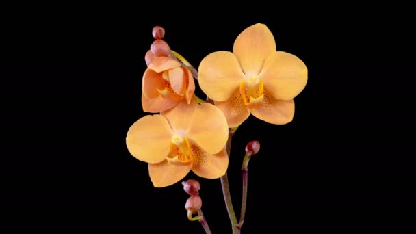 Orchideeënbloesems Bloeiende Oranje Orchidee Phalaenopsis Bloem Zwarte Achtergrond Tijd Verstrijken — Stockvideo