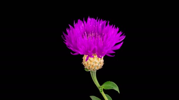 Schöne Zeitraffer Der Blüten Lila Blume Der Persischen Kornblume Centaurea — Stockvideo