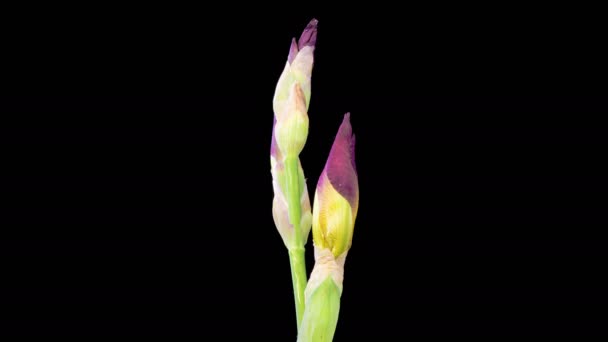 Iris Blüht Blühende Und Welkende Gelbe Irisblume Auf Schwarzem Hintergrund — Stockvideo