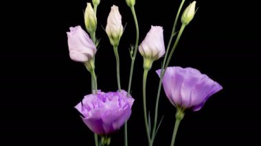 Eustoma Çiçekleri. Çiçek açan Violet Eustoma Grandiflorum (Japon Gülü) Siyah Arkaplanda Çiçekler. Zaman aşımı. 4K.