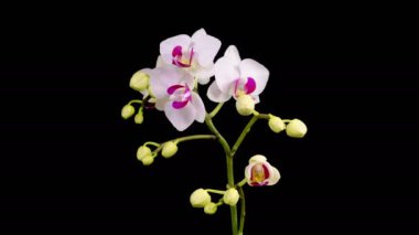 Orkide çiçekleri var. Çiçekli Beyaz Orkide Siyah Arkaplanda Phalaenopsis Çiçeği. Zaman aşımı. Kırmızı Dudak Orkidesi. 4K.