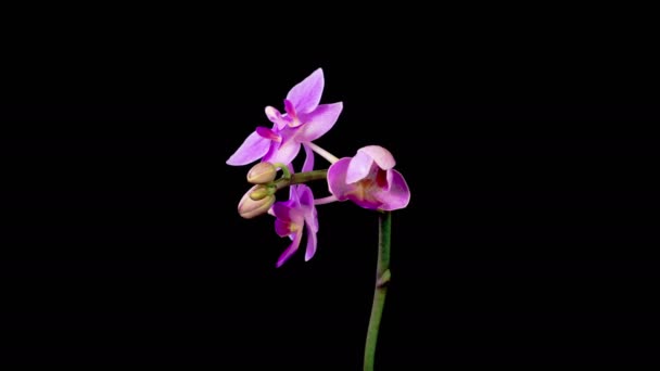Orchid Blossoms Blooming Purple Orchid Phalaenopsis Flower Black Background Time — Video Stock