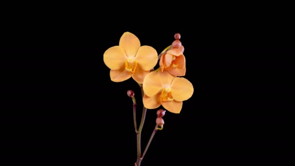 Orchid Blossoms Blooming Orange Orchid Phalaenopsis Flower Black Background Time — Stock Video