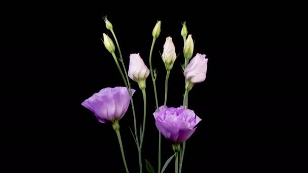 Eustoma Blossoms Kvetoucí Fialová Eustoma Grandiflorum Japonská Růže Květina Černém — Stock video