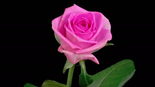 Rosenblüten Schöne Zeitraffer Der Eröffnung Rosa Rose Blumen Auf Schwarzem — Stockvideo