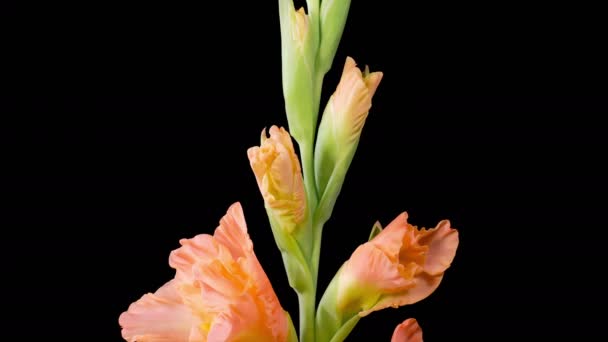 Oranje Gladiolus Bloeit Beautiful Time Lapse Opening Orange Gladiolus Flower — Stockvideo