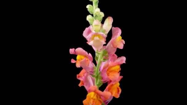 Antirrhinum Blüht Schöne Zeitraffer Von Gelb Rosa Antirrhinum Blume Blüht — Stockvideo