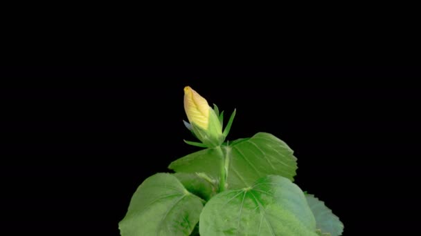 ハイビスカス ブロッサム ブラックバックグラウンドに美しい黄色いハイビスカスの花を開きます タイムラップス 4Kについて — ストック動画