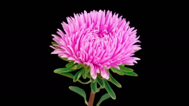 Pink Aster Flower Blossoms Time Lapse Beautiful Pink Aster Flower — Vídeos de Stock