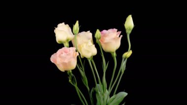 Eustoma Çiçekleri. Çiçek açan Pembe Eustoma Grandiflorum (Japon Gülü) Siyah Arkaplanda Çiçekler. Zaman aşımı. 4K.