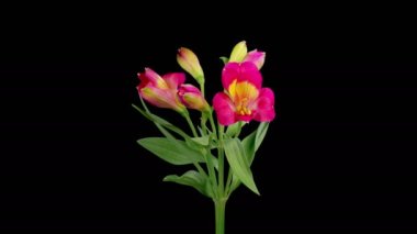 Alstroemeria Çiçekleri. Kara Arkaplanda Güzel Kırmızı Alstroemeria Çiçekleri açılıyor. Zaman aşımı. 4K.