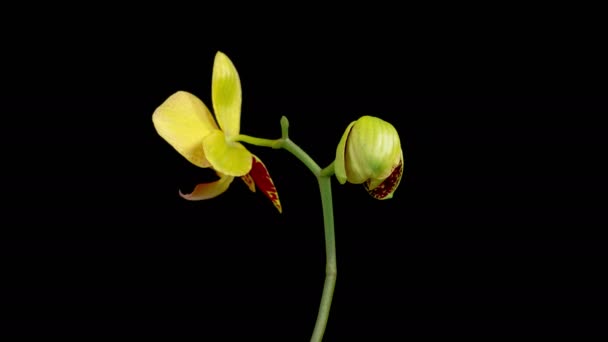 Orkide Çiçekleri Var Kara Arkaplan Çiçek Açan Magenta Orkide Phalaenopsis — Stok video