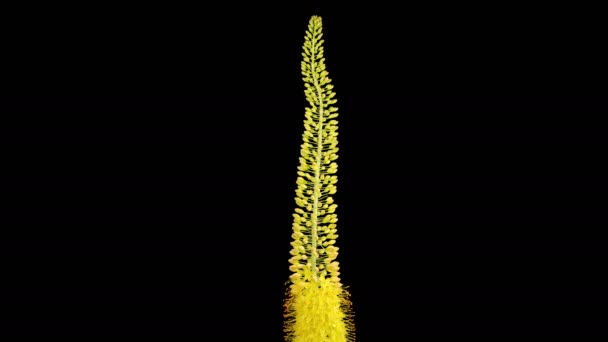 Eremurus Blossoms Blooming Yellow Eremurus Flower Black Background Time Lapse — Wideo stockowe
