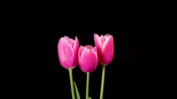 Tulpen Blühen Schöne Zeitraffer Von Drei Roten Tulpen Blumen Blühen — Stockvideo